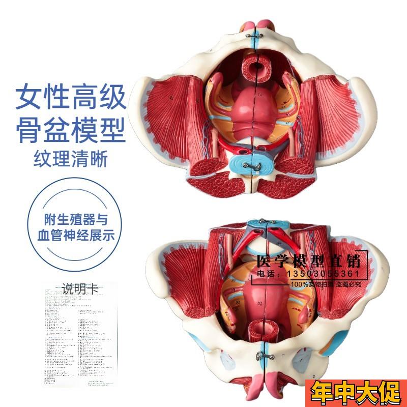 女性骨盆模型盆底肌带生殖器血管神经肌肉子宫人体解剖教学医学