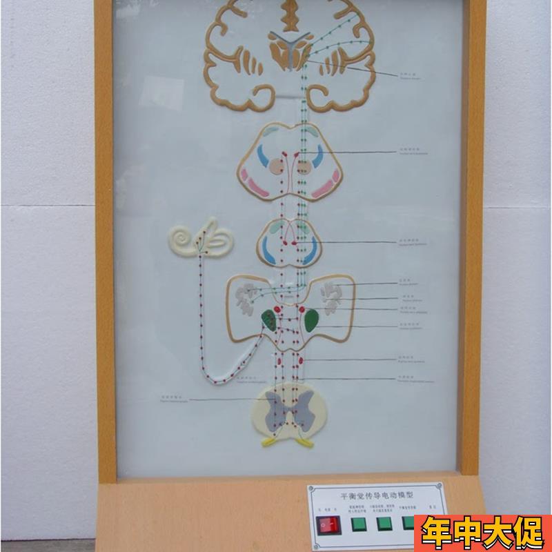平衡觉传导电动模型 电动平衡觉传导直观模具