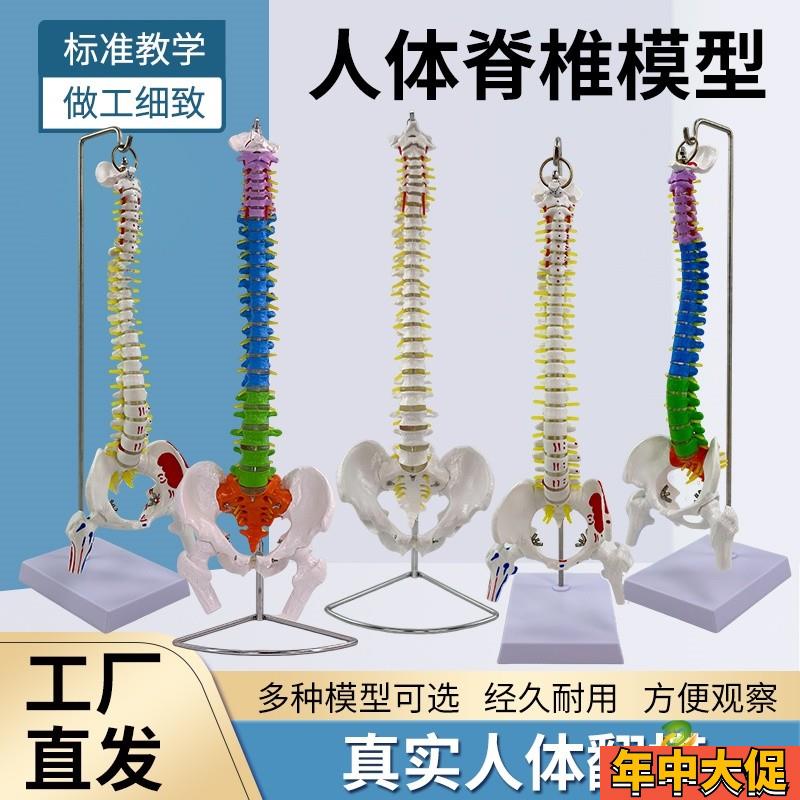 45cm人体脊柱模型 医学正骨练习骨骼模型 85cm脊椎骨架模型教学