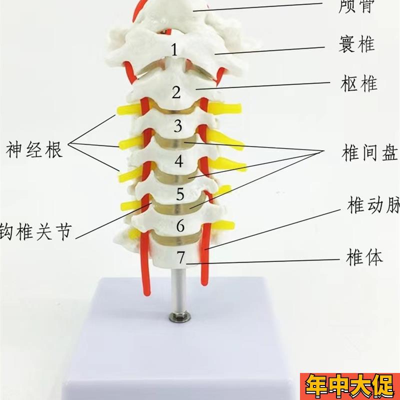颈椎带颈动脉 后枕骨 椎间盘与神经教学模型人体关节颈椎骨骼模型