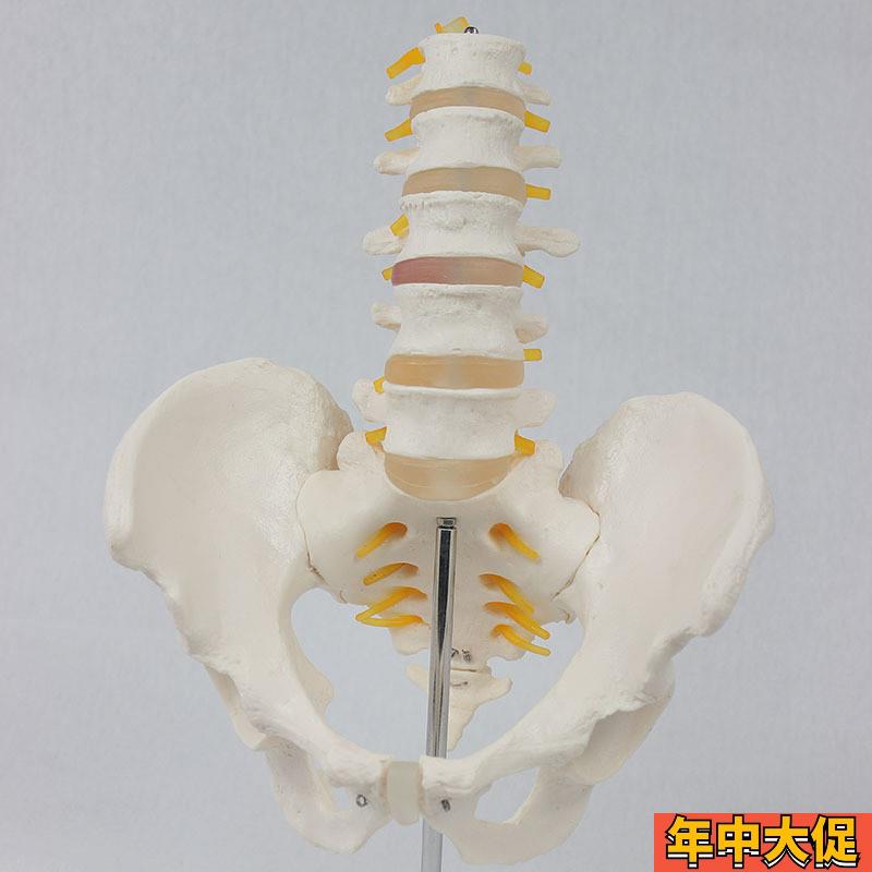 5节腰椎带骨盆附神经 仿真人体腰椎 教学展示模型