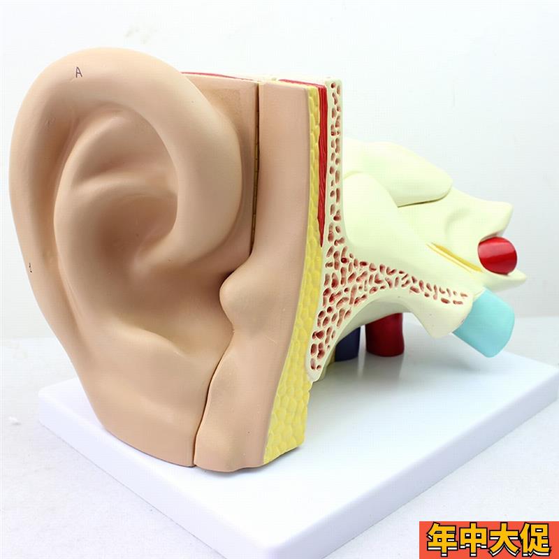 ENOVO颐诺 医学人体耳朵模型外耳中耳内耳耳鼻喉科听觉系统模型模