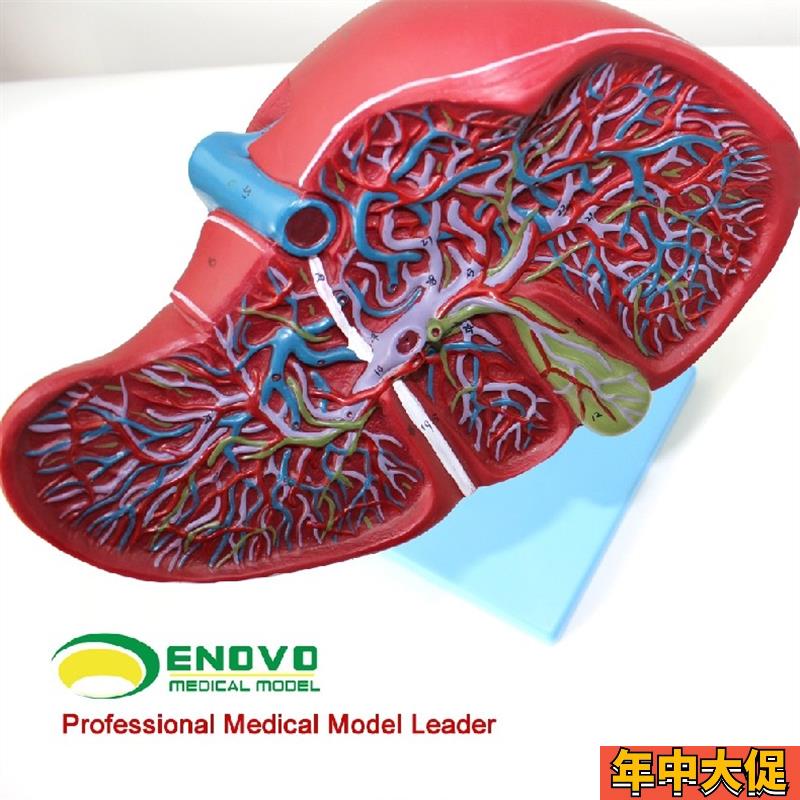 ENOVO颐诺医学人体肝胆囊血管模型 肝脏模型消化外肝胆科消化系统