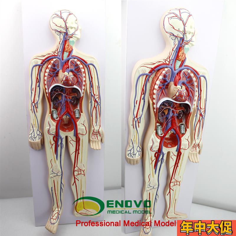ENOVO颐诺人体血液循环系统模型体循环肺循环双循环心血管介入心