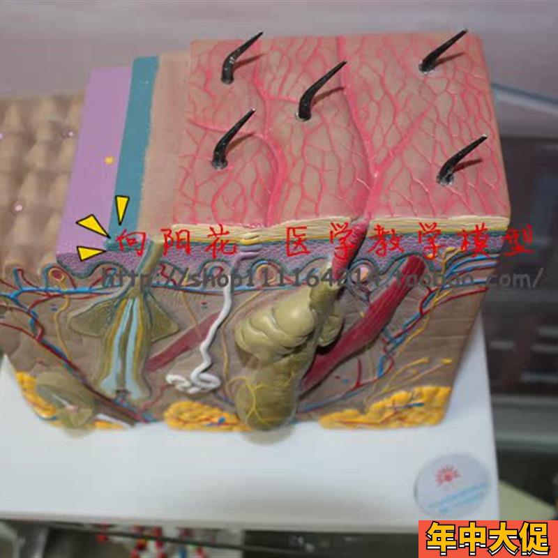 向阳花正品 人体皮肤组织结构放大 立体皮肤 厂家直销 包邮