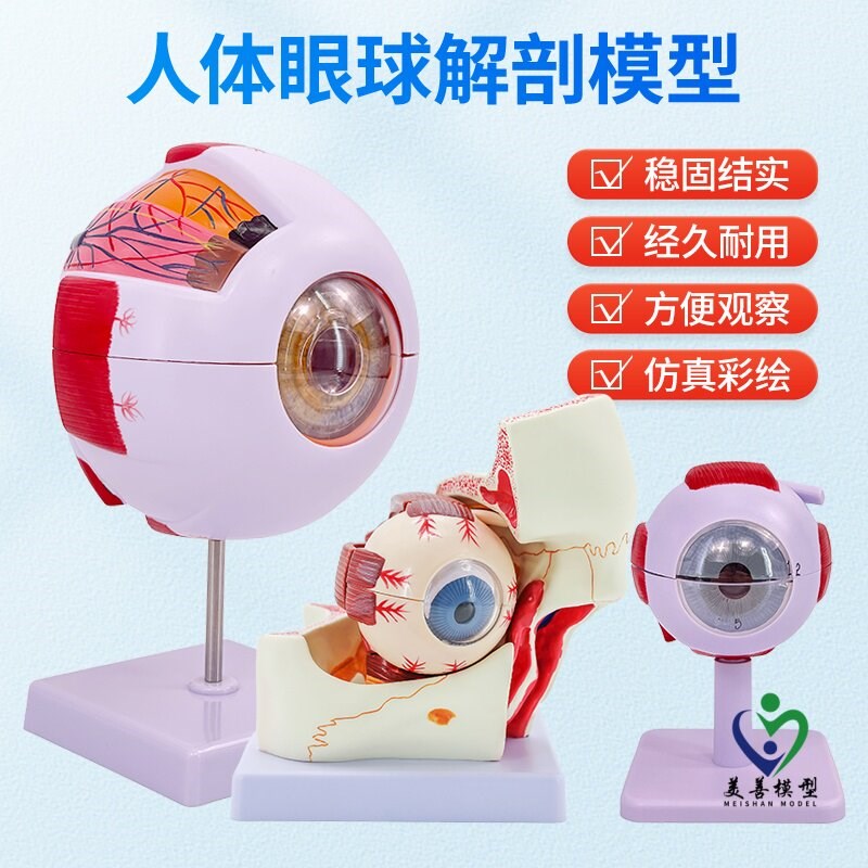 人体眼球模型放大眼睛眼球结构构造解剖模M型教学仪器眼珠玩具医
