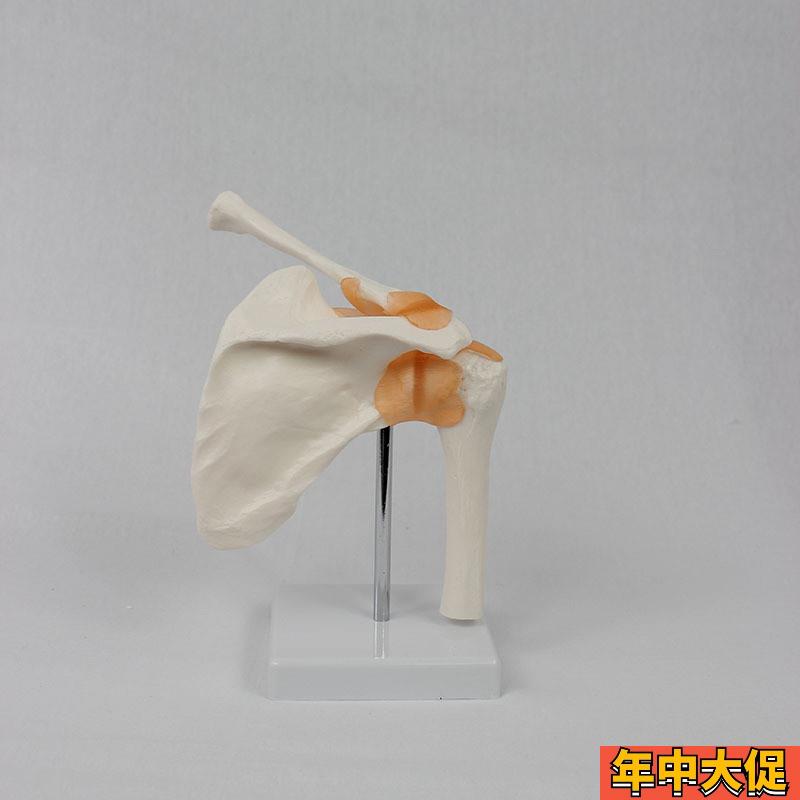 功能型肩关节模型 人体关节教学模型
