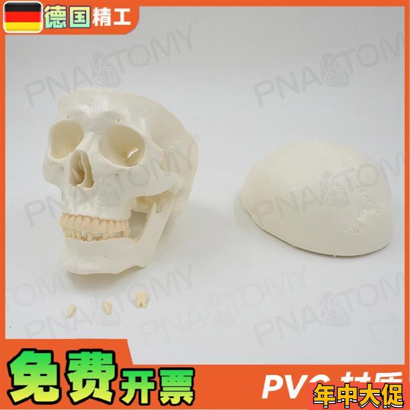 德国】11大小白色仿真人体头颅骨骷髅头骨模型可拆卸 美术素描