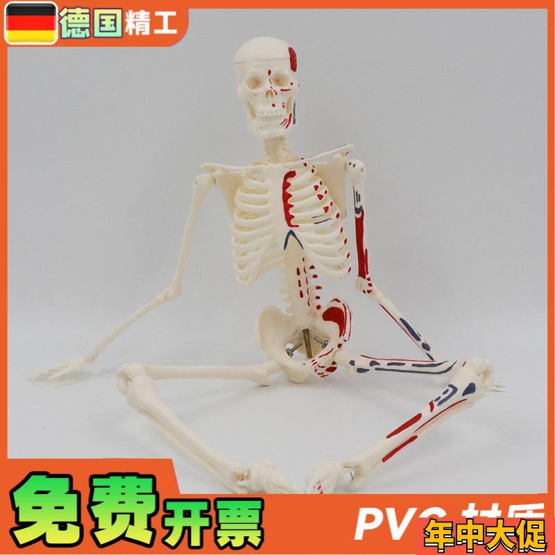 德国】45cm彩色人体骨骼模型 肌肉起止点骨架四肢可活动 艺用教学