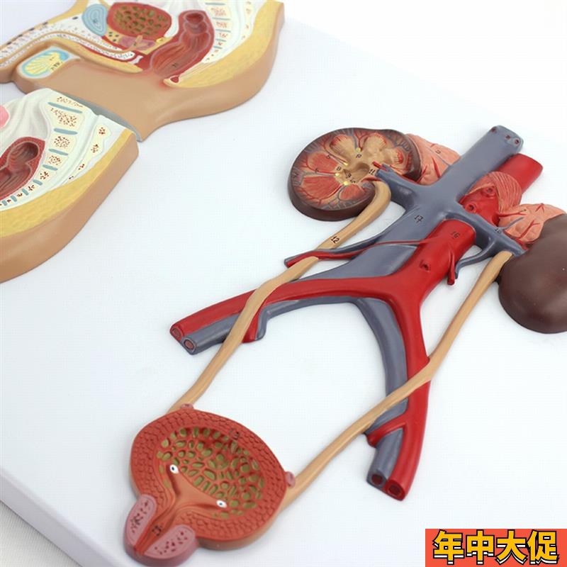 ENOVO颐诺医学用人体泌尿生殖系统模型男女泌尿生殖解剖结构模型