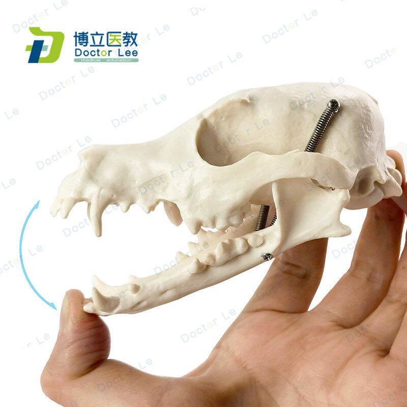 1:1狗头骨模型动物骨骼兽医教学医用模O型犬科教学宠物模型
