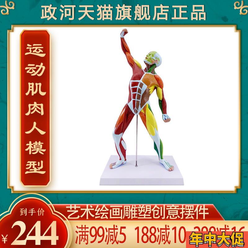 政河人体肌肉人模型艺术用绘画雕塑临摹健身房创意摆件705322