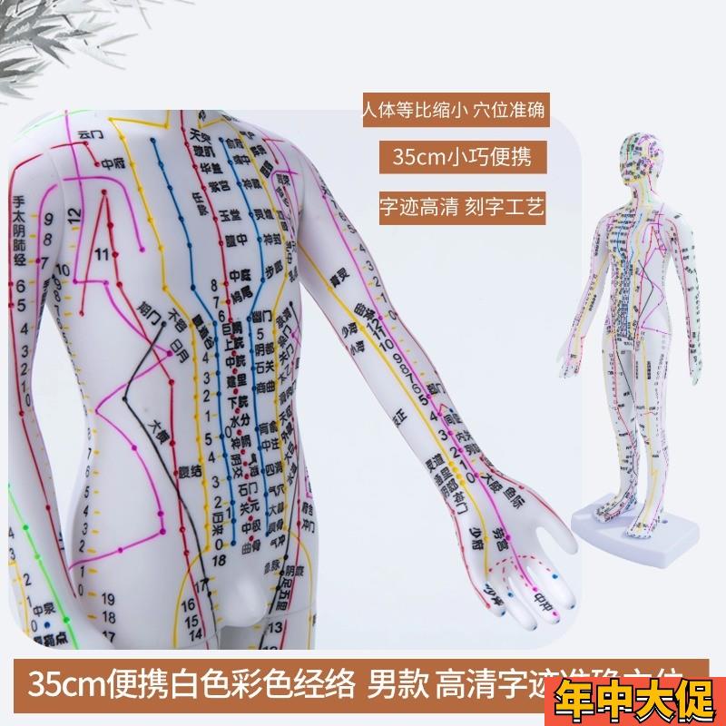 35cm中医人体针灸模型经络穴位中医全身十二铜人模特图练习小皮人