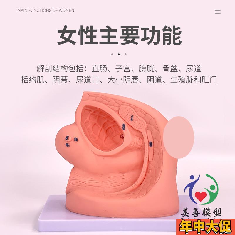 男性内外生殖器解剖及男性导尿模型 男性泌尿系统生殖系统模型