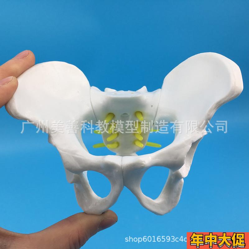 小型女性骨盆 妇科检查模型骨盆标本骨盆演示模型女性盆骨模型