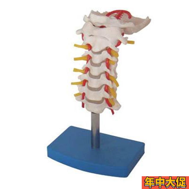 颈椎带颈动脉后枕骨椎间盘与神经模型