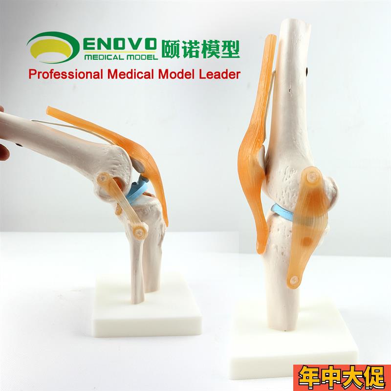 ENOVO颐诺医学人体功能性膝关节模型韧带滑车关节人体骨关节髌骨