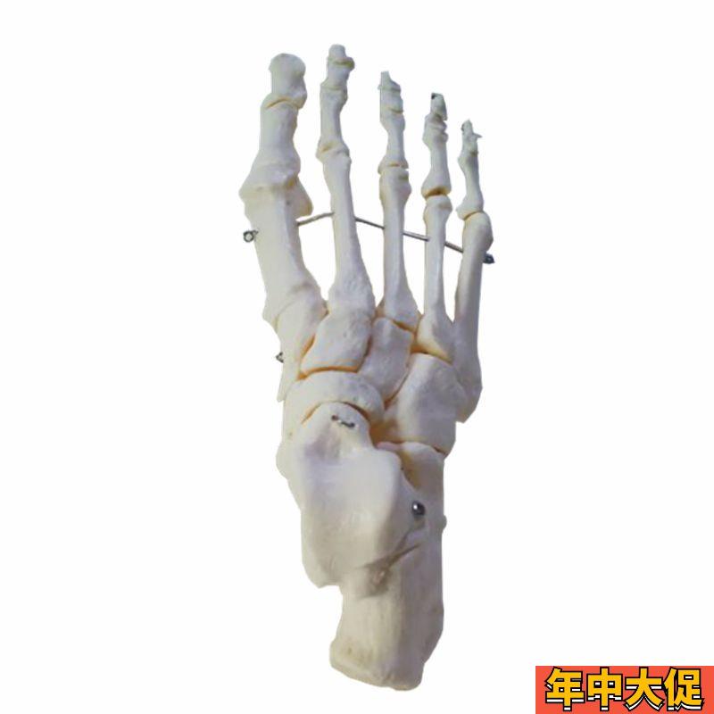 脚骨模型散的跟骨距骨脚趾1比1真实倒模仿真手骨可活动造型医美艺