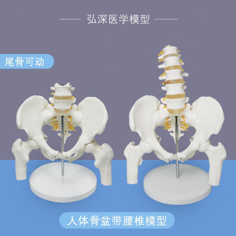 人体骨盆带腰椎模型尾骨骼可活动股骨盆骨科关节神经1比1医学教学