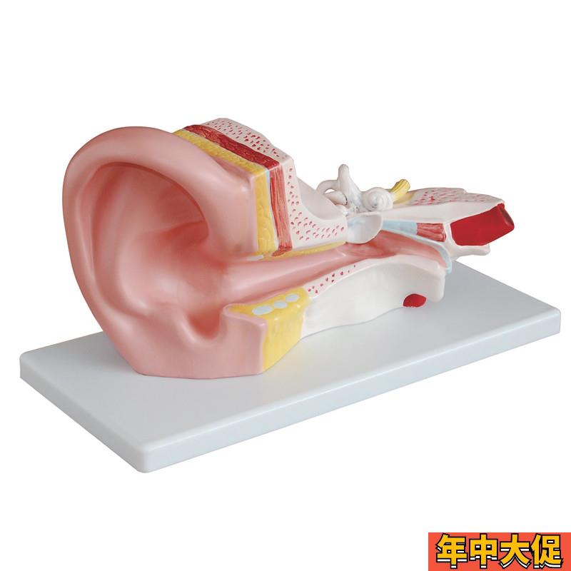 人耳放大模型人体耳朵五官结构耳道采耳儿童教学医学器官模具玩具