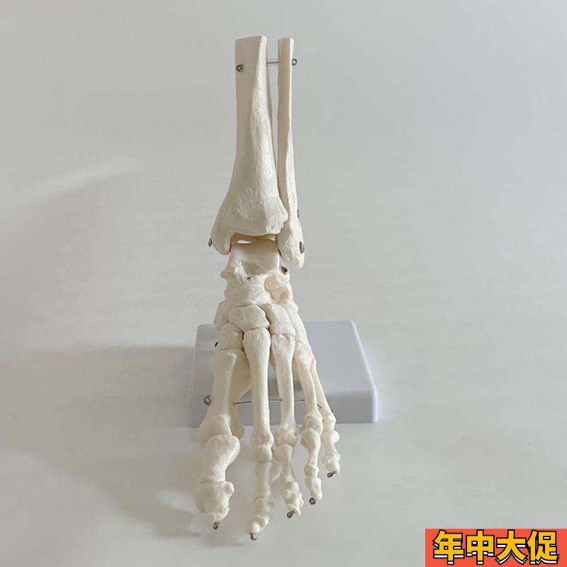 康泰教学模型踝关节足底跟骨脚踝左右侧仿真1比1距骨大拇指脚骨头