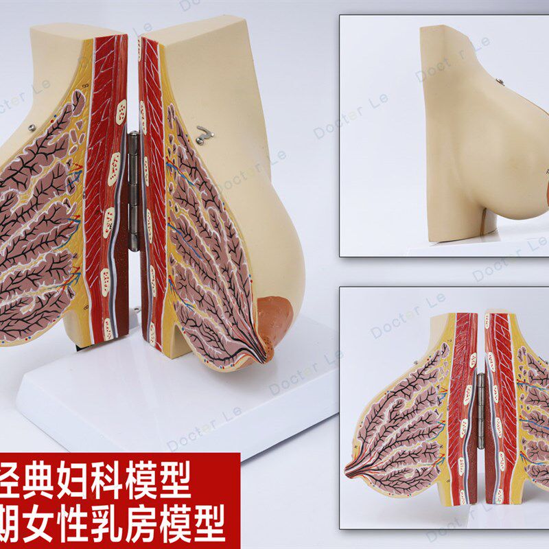 女性妊娠期哺乳期乳房模型乳腺解剖妇产科 丰Q胸美容教学教具生育