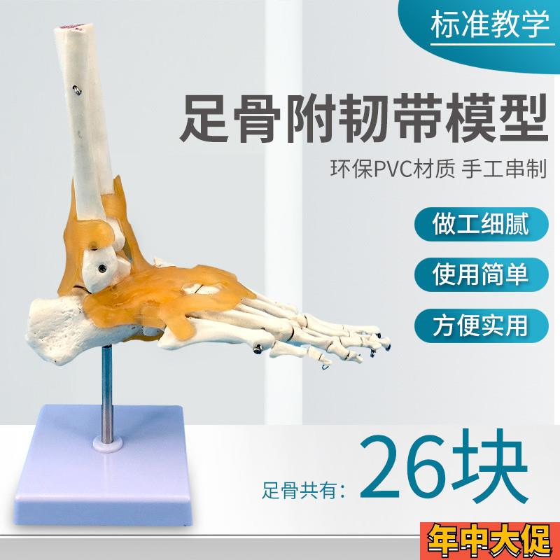 人体脚关节模型脚骨模型脚部骨骼构造足部踝关节腓骨趾骨结构教学