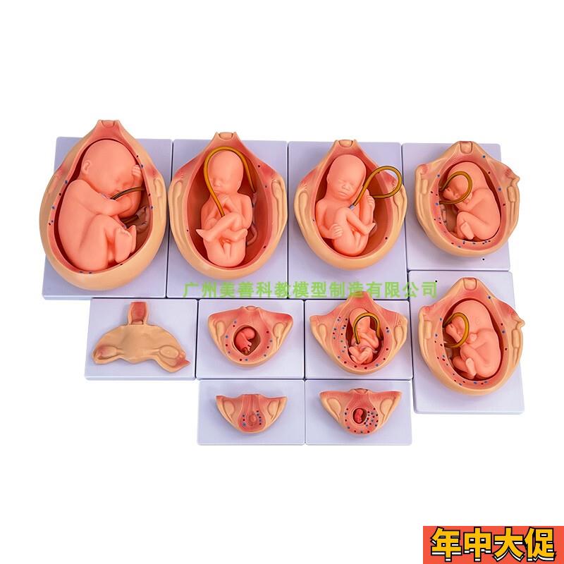 人体胚胎发育模型 妊娠胚胎发育过程 怀孕十月胎儿模型 10部件版