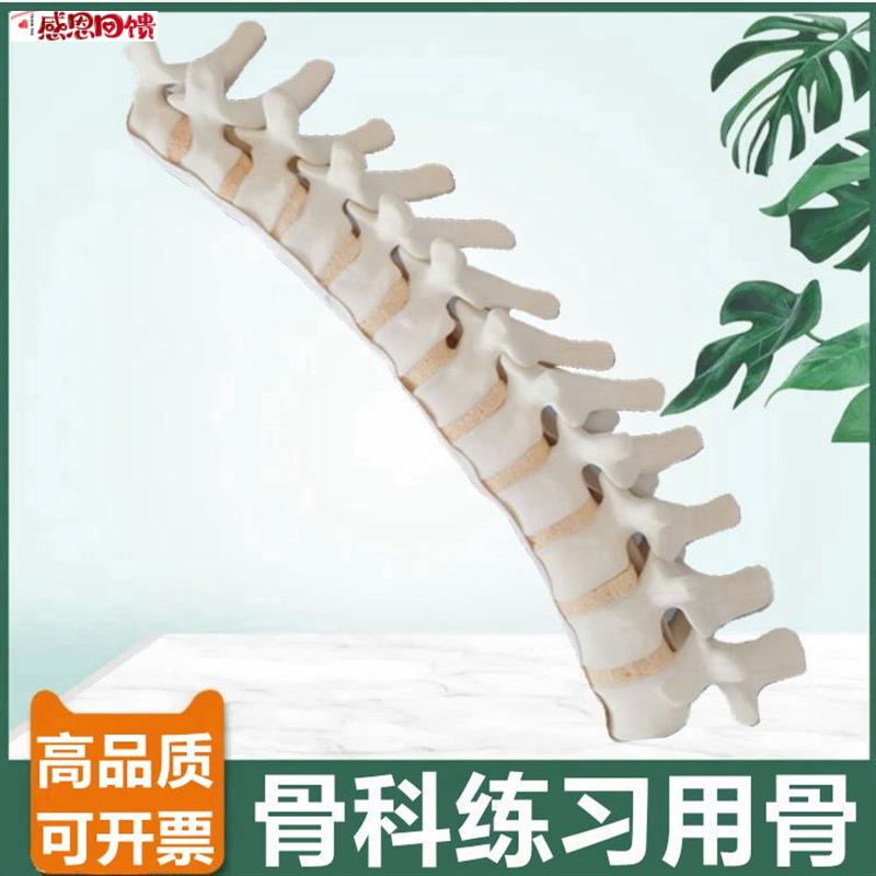 仿真胸椎骨模型 1比1h假骨头骨科手术练习用临床实验切割打孔固