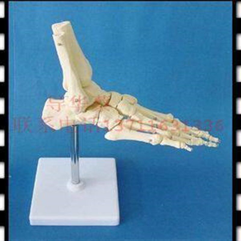 一比一脚掌骨f 人体骷髅骨模型 脚关节 人体模型 人骨架 医用模型