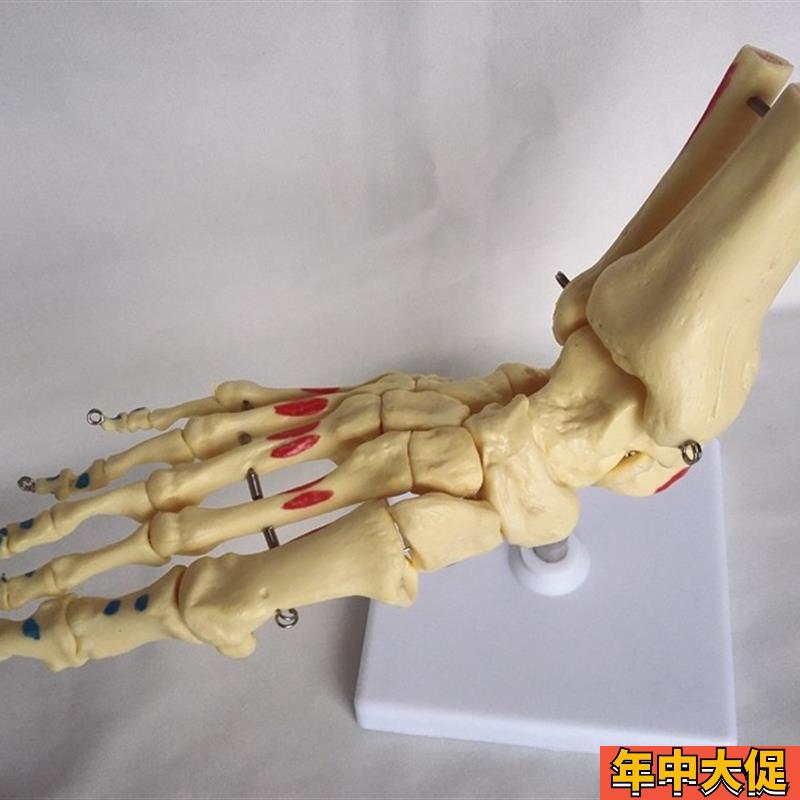 自然大脚关节骨骼肌肉着色  人体骨架 脚趾医用教学模型玩具