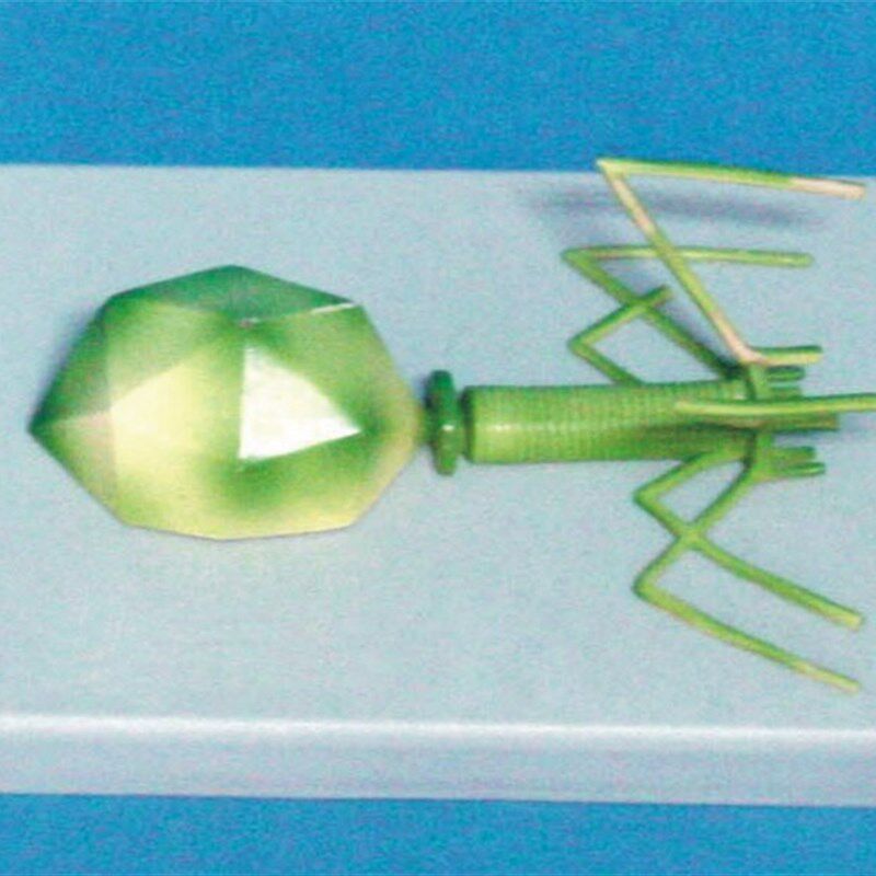 噬菌体病毒模型  p病毒结构模型生物教学医学讲解展示