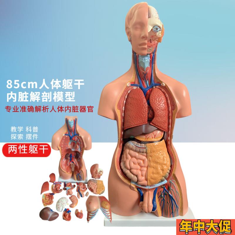 人体解剖模型器官可拆卸医学教学心脏内脏模型玩具躯干系统结构图