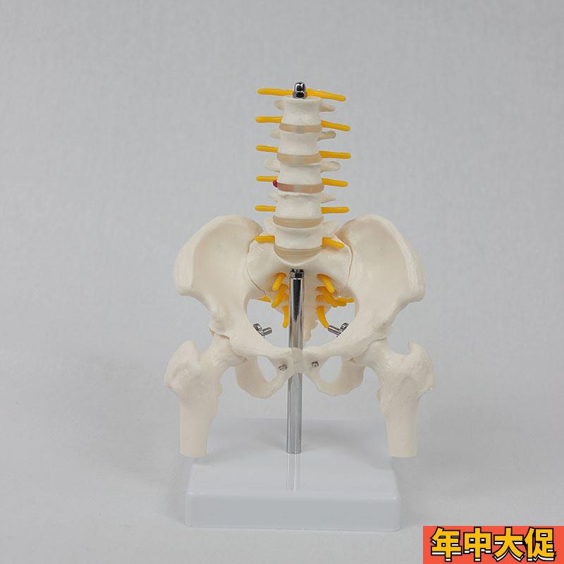 骨盆带五节中型腰椎腿骨模型pvc人体骨骼模型脊柱腰椎盆骨模型
