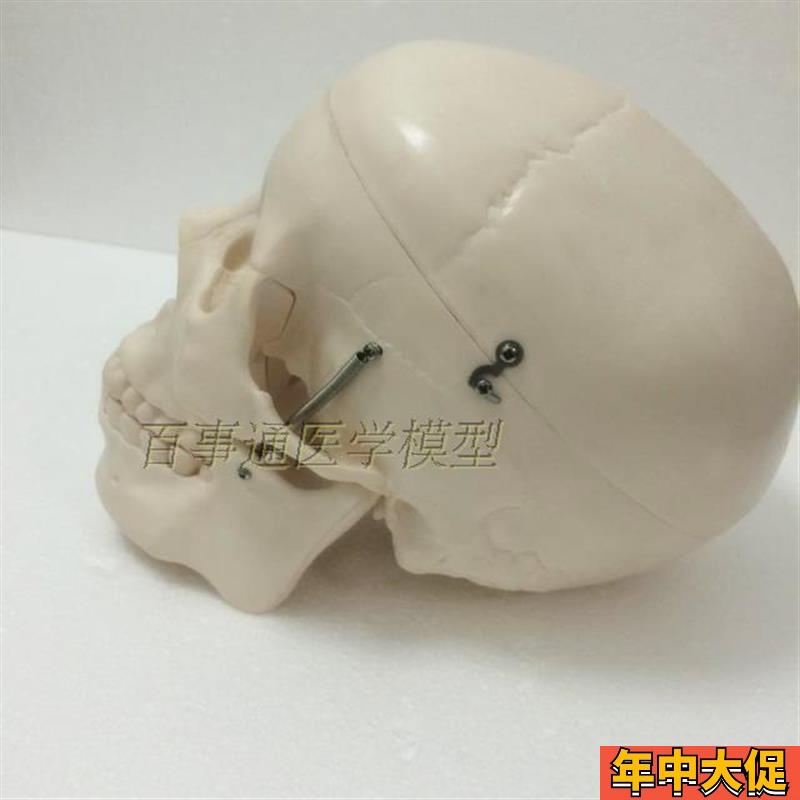一比一自然大仿真人体头骨模型 成人头骨 人体骨骼模型 骨架模型