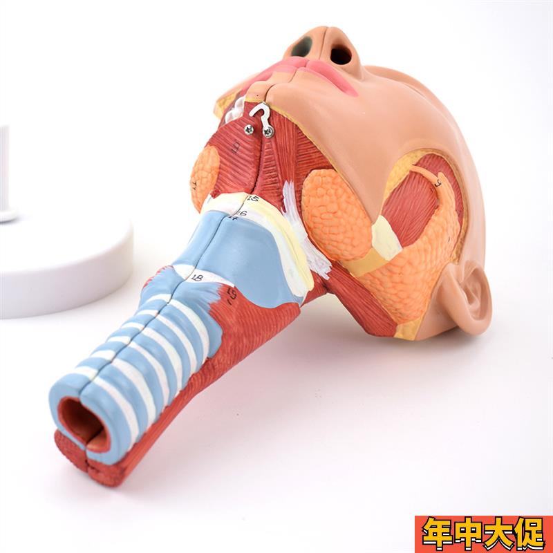 ENOVO颐诺医学鼻咽喉气管咽肌解剖模型 环咽肌会吞咽障碍康复教学