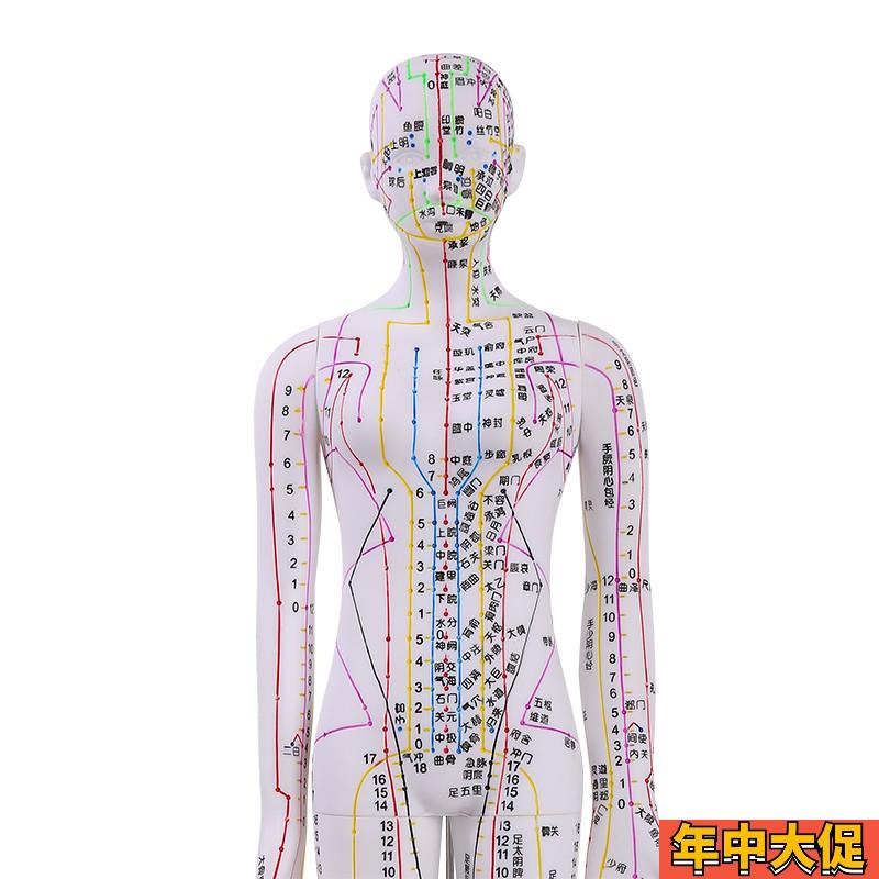 彩色针灸穴位人体模型全身家用中医十二经络图小皮人硅胶扎针练习