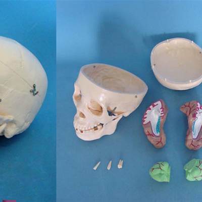 1:1头骨带g脑模型骷髅头骨骼骨架医用教学讲解人体标本模