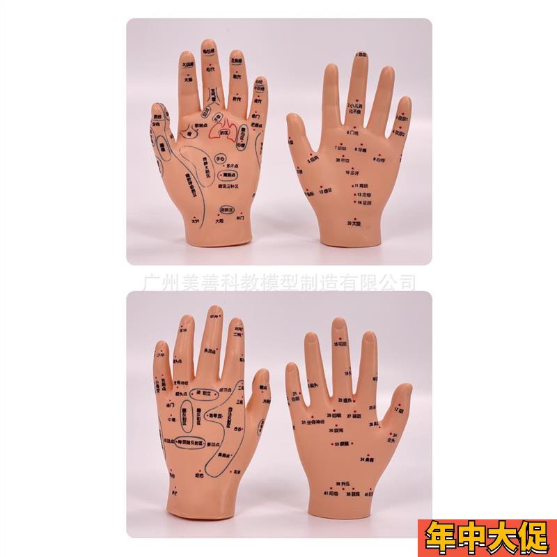 超清晰小儿手部反射区模型中医推拿针灸教学穴位模型儿童仿真手掌