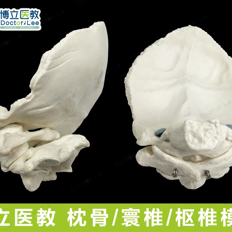 枕骨带寰椎枢椎i模型 可活动枕骨模型 颈椎模型 骨骼标本 彷真正