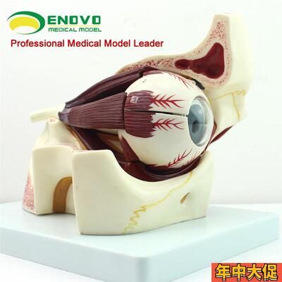 ENOVO颐诺 眼球眼眶解剖结构放大模型人体感觉器医学眼球模型 眼