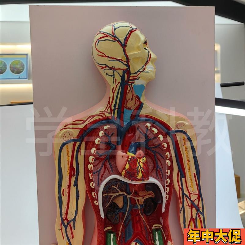 医学仿真人体血液循环系统模型心脏外科动脉静脉神经血管解剖教具