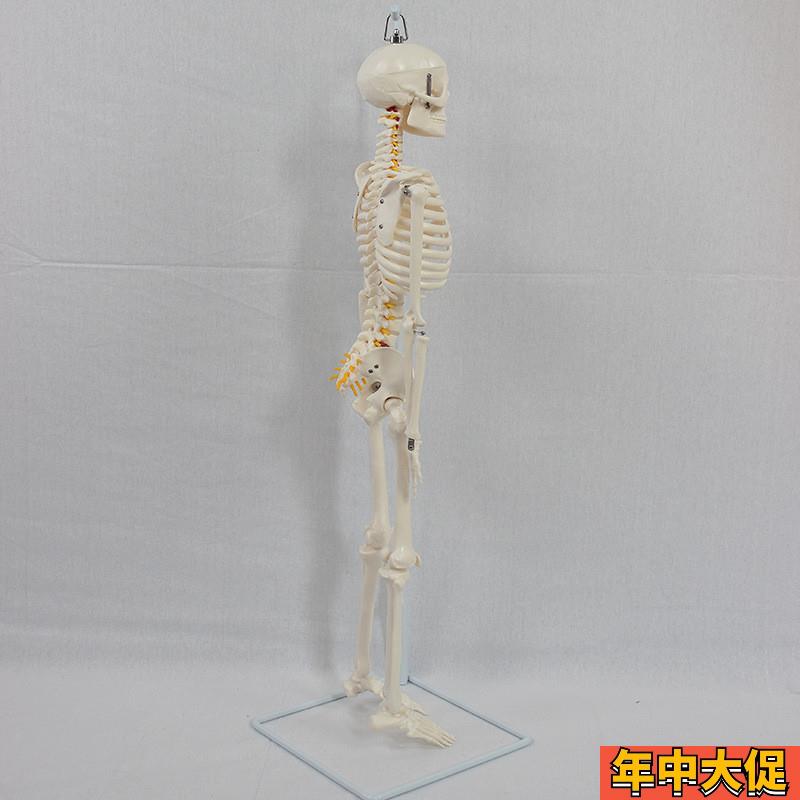 德国】医学人体85公分软挂骨骼模型教学器材模具演示