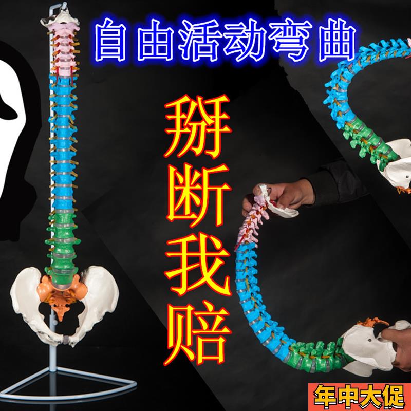 正骨彩色椎体人体脊柱模型人体骨骼模型大脊椎成人1:1带胸椎骨盆