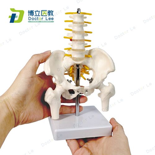 小型人体骨盆带五节腰椎带盆骨腿骨D模型骨科脊柱脊椎模型腰椎模