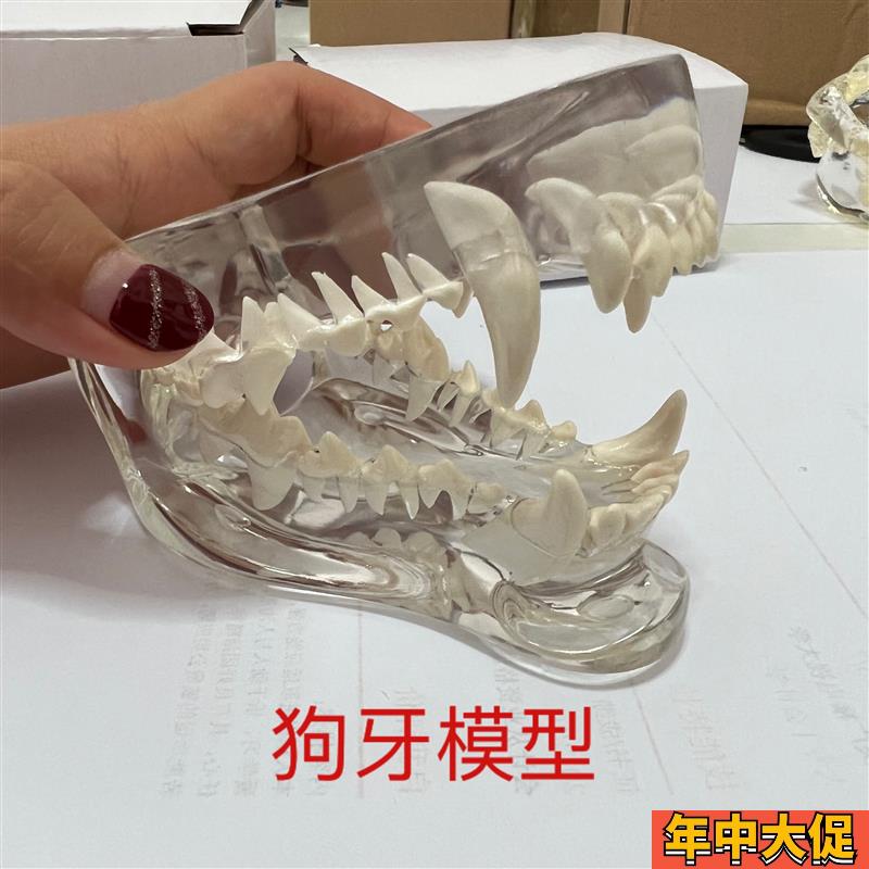 兽医宠物牙齿模型透明狗牙猫牙口腔犬牙模教学演示动物仿真牙模具
