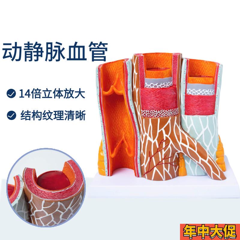 人体动静脉血管模型器官解剖放大层次结构演示教学医院学校