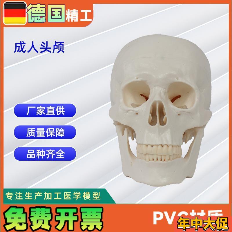 成人头颅 20*14.5*17.5CM 医学人体头骨模型骨科教学模具