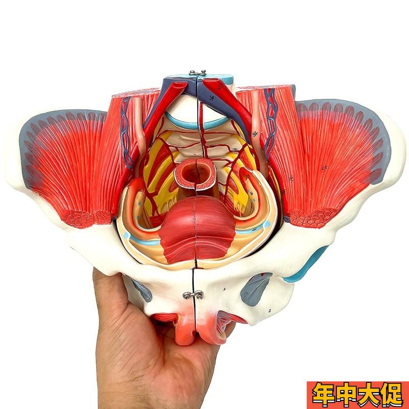 女性骨盆模型盆底肌带生殖器血管神经肌肉子宫人体解剖教学骨盆