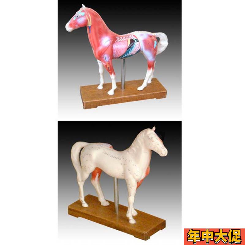 中医用马体针灸模型教学经络穴位训练示教模具标本橡皮